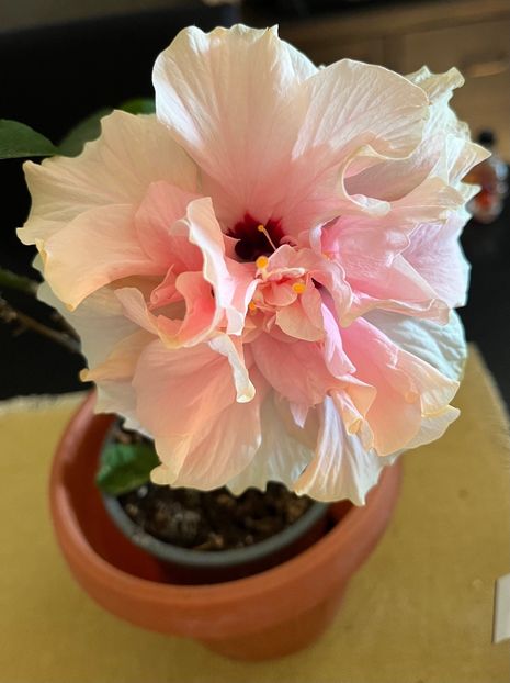 94E92F6A-D3FD-49CD-B62D-473C3D144E9F - Hibiscus