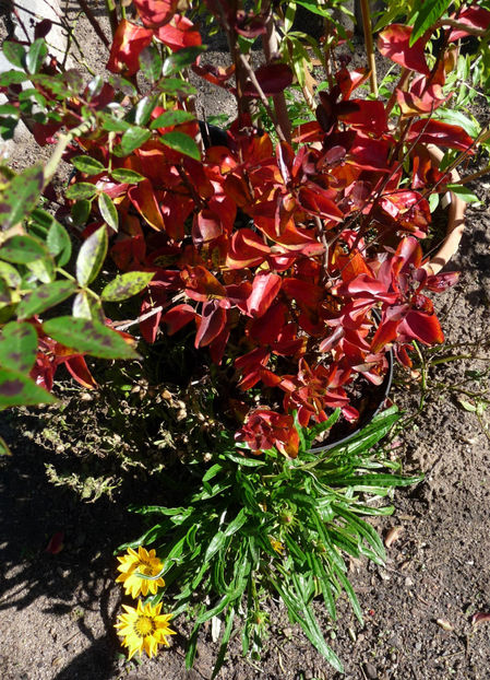  - 2022 - 03 - Toamna