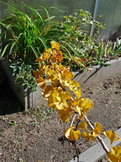  - 2022 - 03 - Toamna