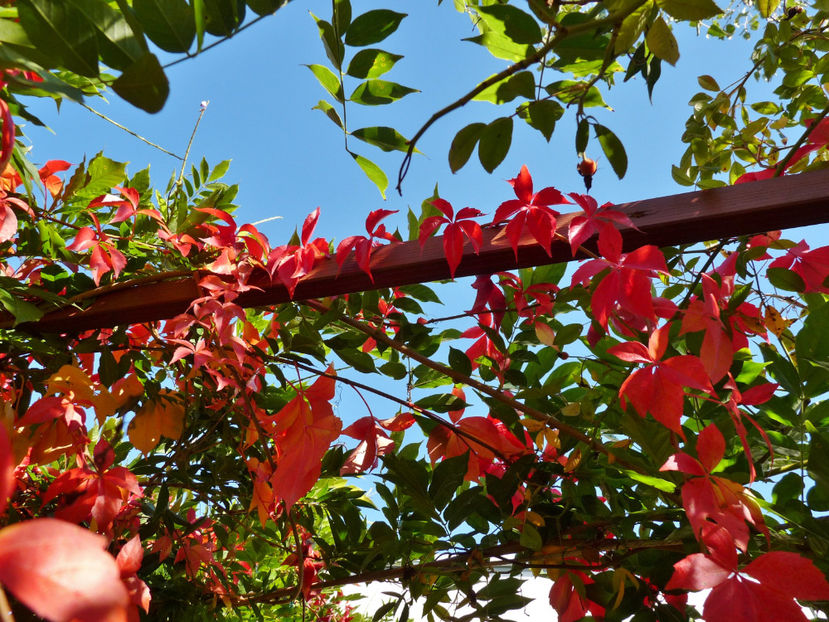  - 2022 - 03 - Toamna