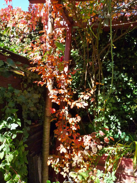  - 2022 - 03 - Toamna