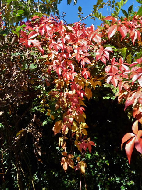  - 2022 - 03 - Toamna