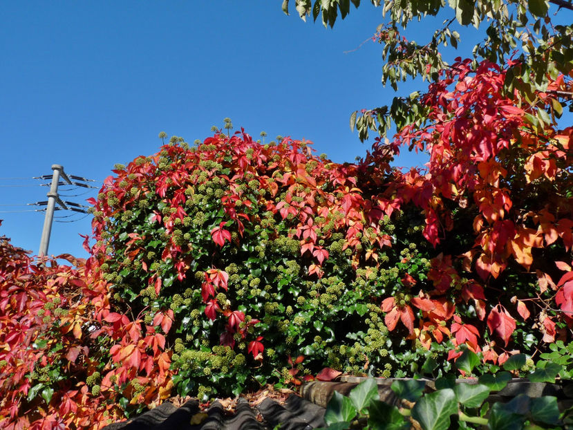  - 2022 - 03 - Toamna