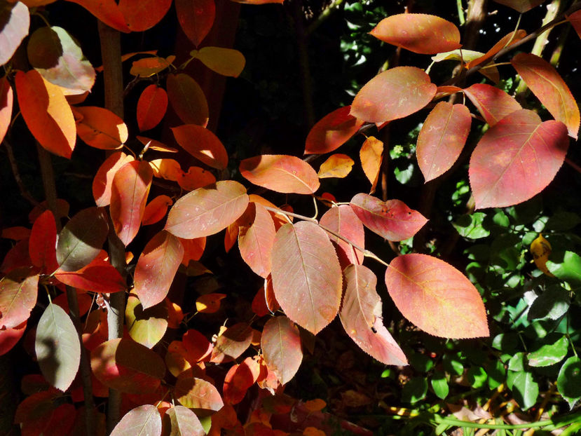  - 2022 - 03 - Toamna