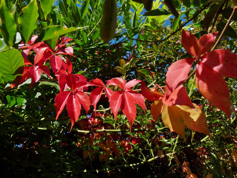  - 2022 - 03 - Toamna