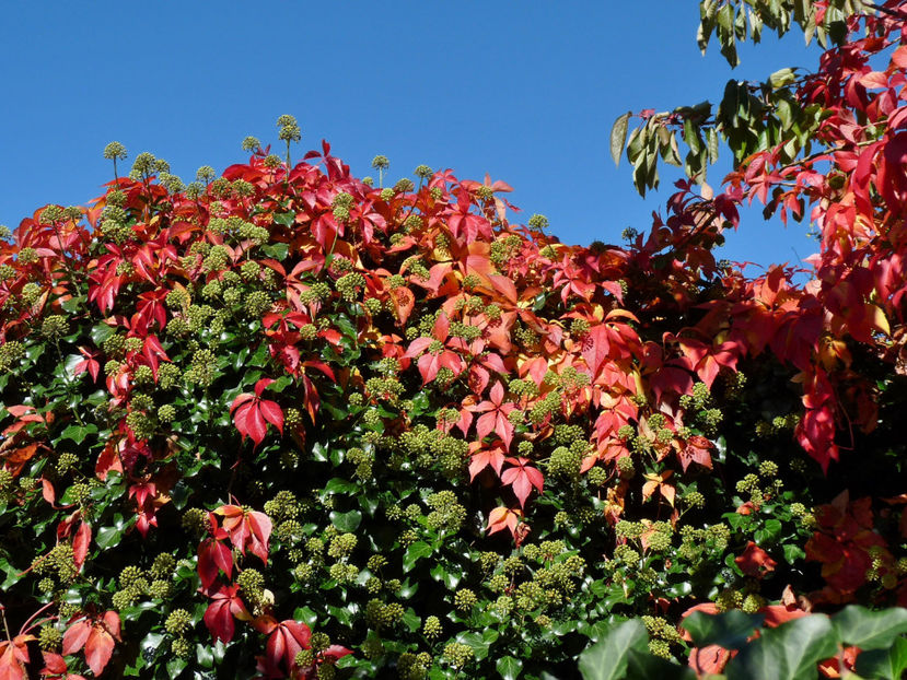  - 2022 - 03 - Toamna