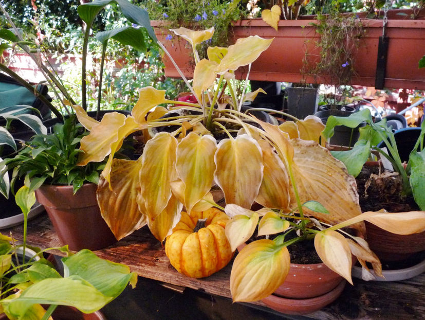  - 2022 - 03 - Toamna