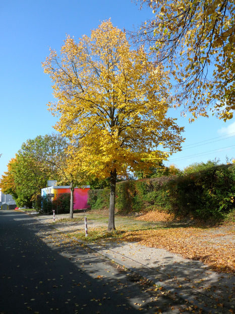  - 2022 - 03 - Toamna