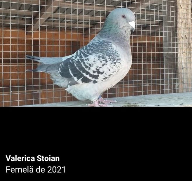 CAA6DC35-4884-4413-9296-0FF86327C84F - 0-Porumbei de la altii care imi plac