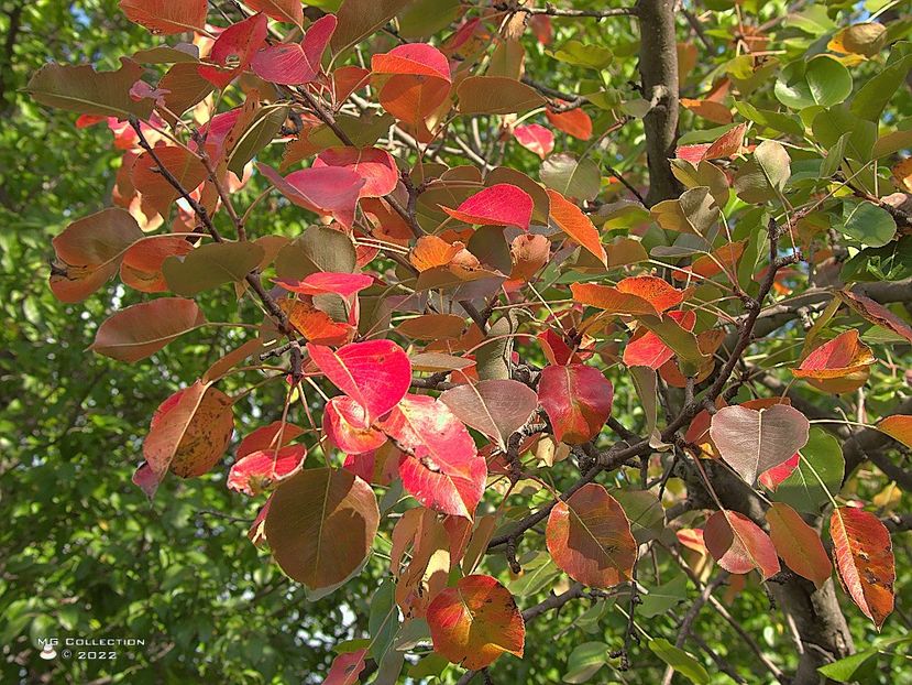 w-Frunze de par toamna - Autumn Pear leafs 001 - PEISAJE-PARCURI-PARKS-LANDSCAPES