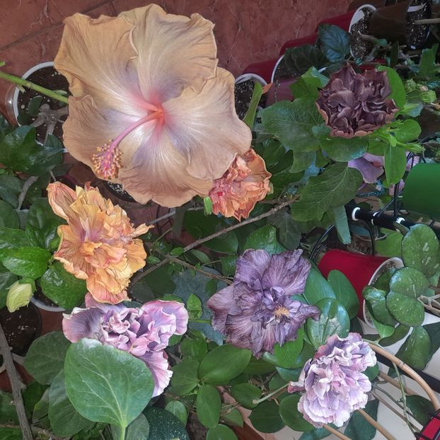 20.10.2022 - HIBISCUSI 2022-6