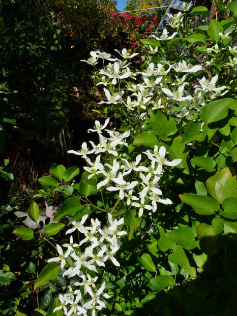  - 2022 - 03 - Toamna