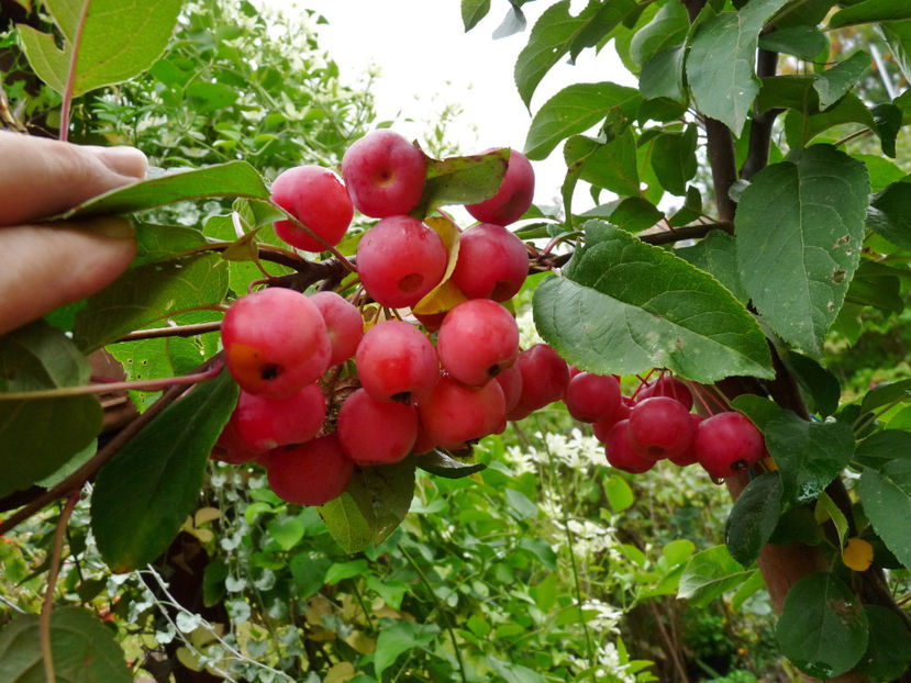  - 2022 - 03 - Toamna