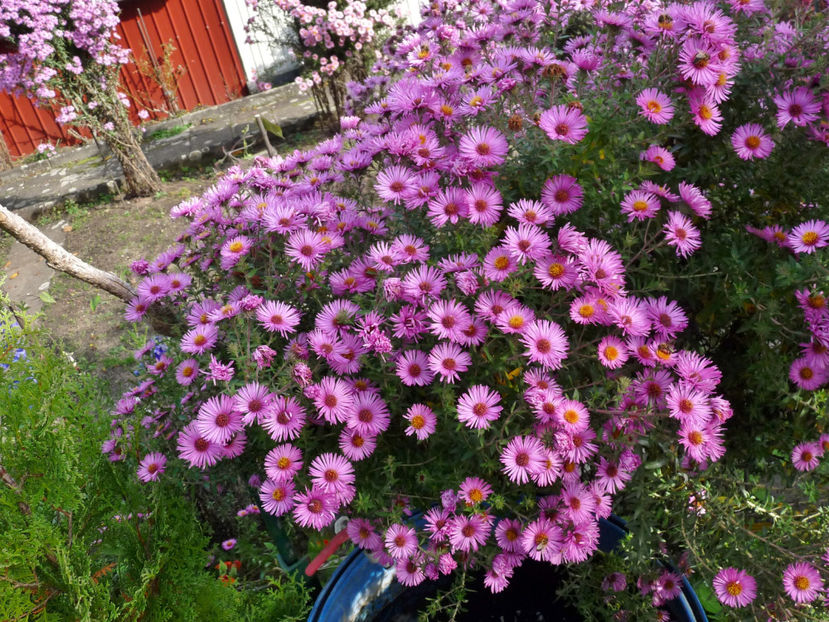  - 2022 - 03 - Toamna