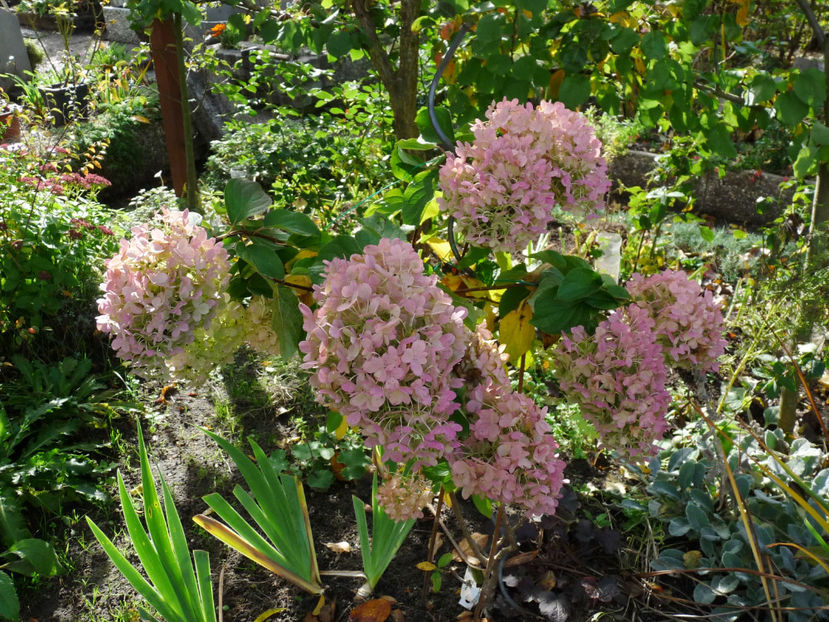  - 2022 - 03 - Toamna