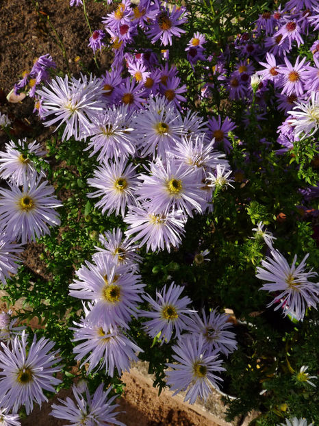  - 2022 - 03 - Toamna