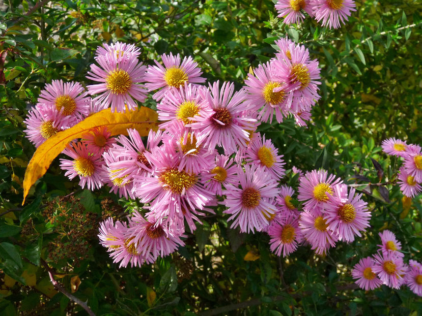  - 2022 - 03 - Toamna