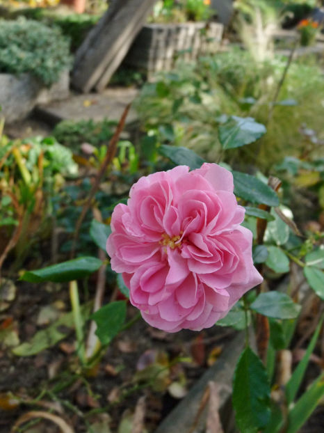  - 2022 - 03 - Toamna