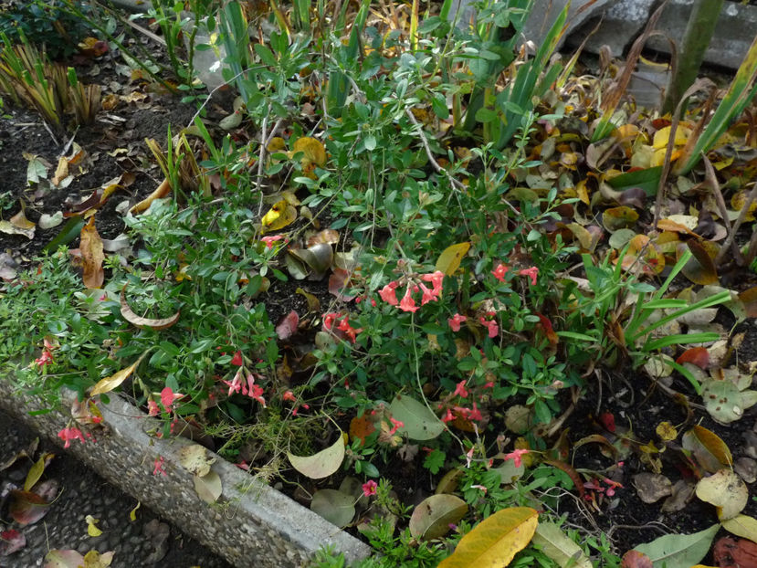  - 2022 - 03 - Toamna