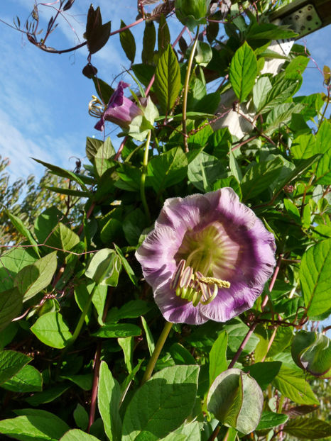  - 2022 - 03 - Toamna