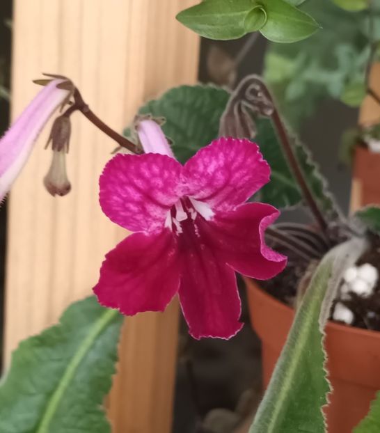  - STREPTOCARPUS
