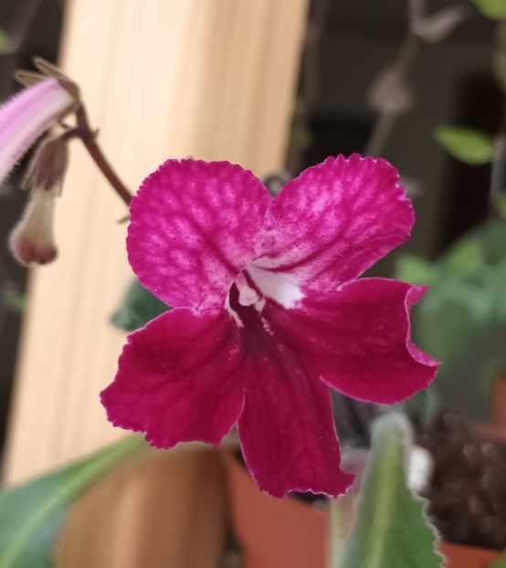 - STREPTOCARPUS