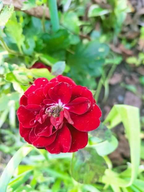 IMG20221019132221 - Octombrie 2022