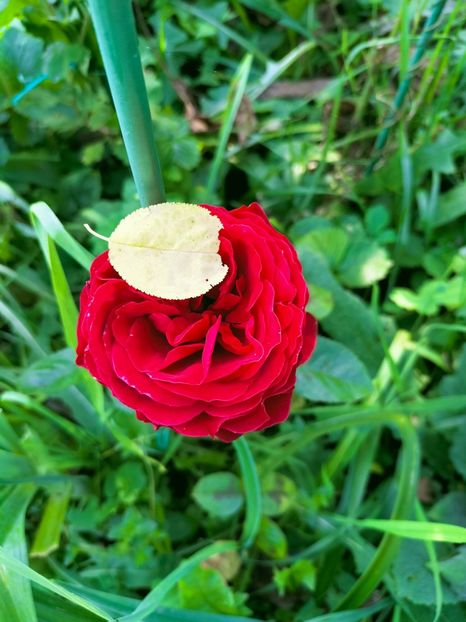 IMG20221019132205 - Octombrie 2022