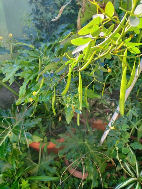 IMG20221019113259 - Octombrie 2022