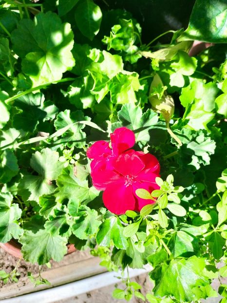 IMG20221019112726 - Octombrie 2022