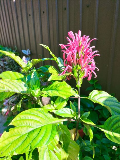 IMG20221019112708 - Octombrie 2022