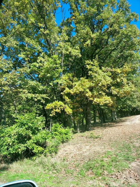 IMG20221016134609 - Octombrie 2022