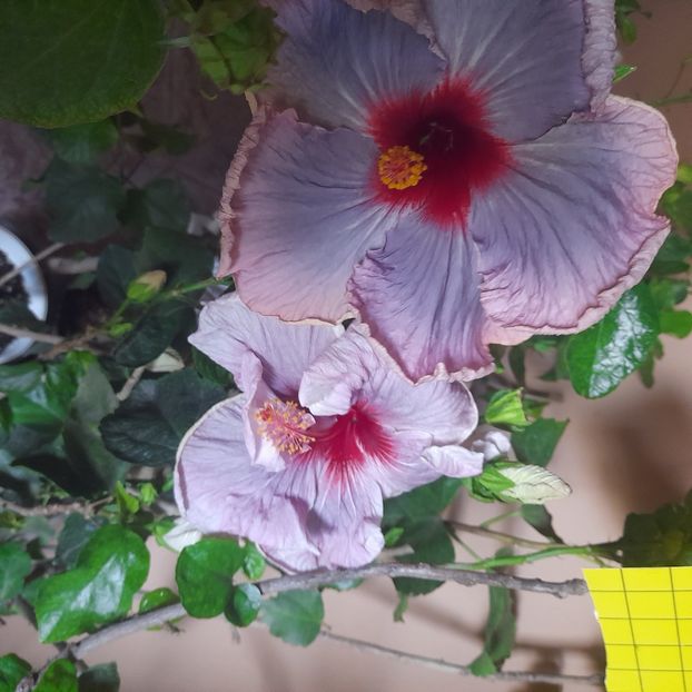 20.10.2022 - HIBISCUSI 2022-6