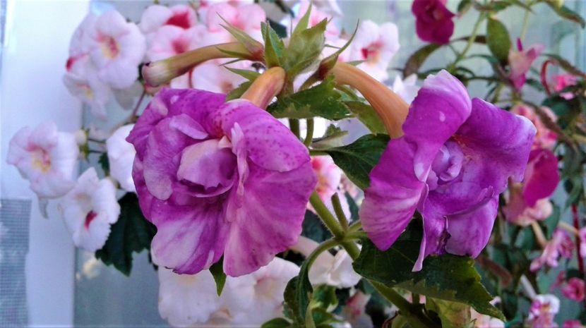  - 000018 ACHIMENES