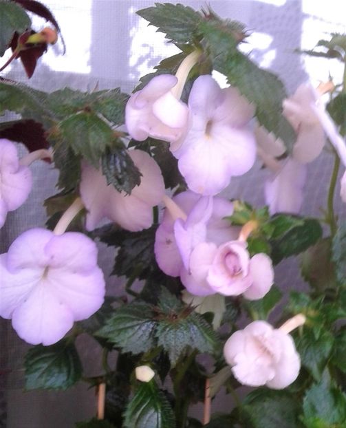  - 000018 ACHIMENES
