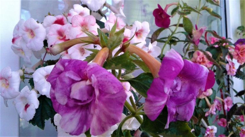  - 000018 ACHIMENES