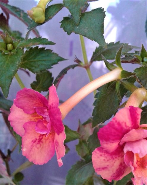  - 000018 ACHIMENES