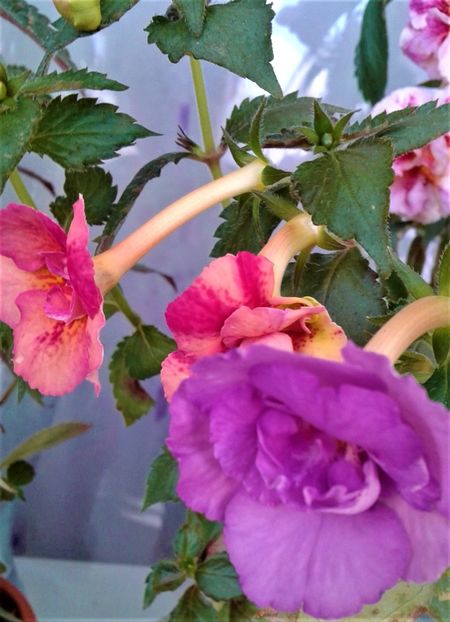  - 000018 ACHIMENES
