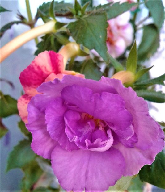  - 000018 ACHIMENES