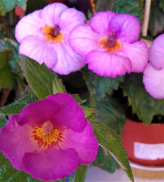  - 000018 ACHIMENES