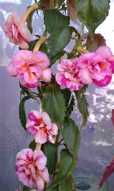  - 000018 ACHIMENES