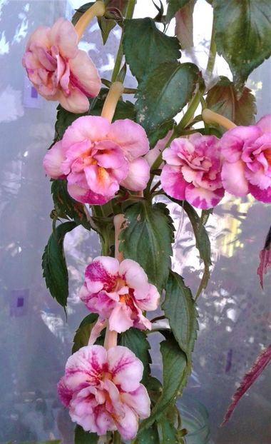  - 000018 ACHIMENES