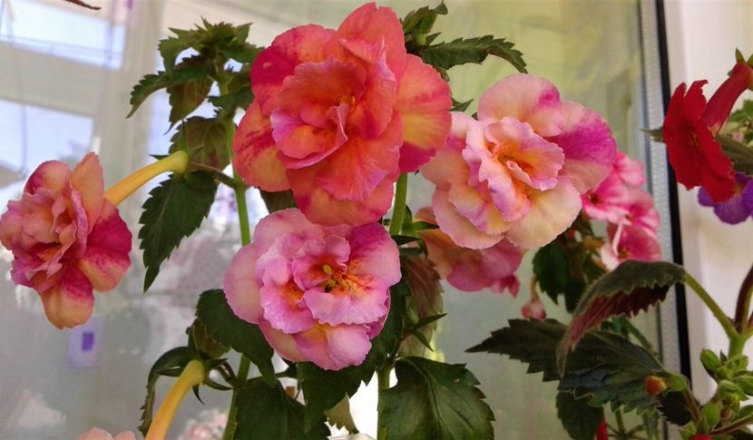  - 000018 ACHIMENES