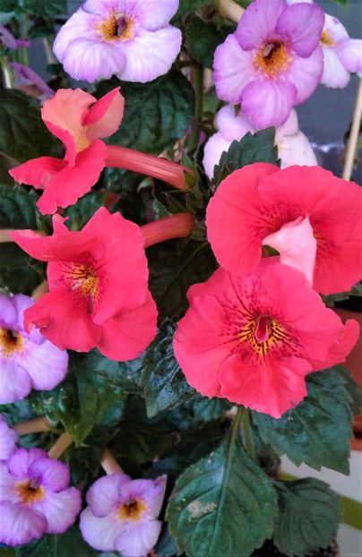  - 000018 ACHIMENES