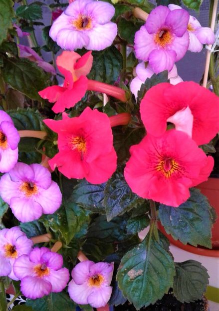  - 000018 ACHIMENES