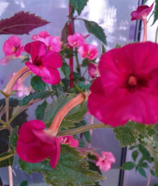  - 000018 ACHIMENES