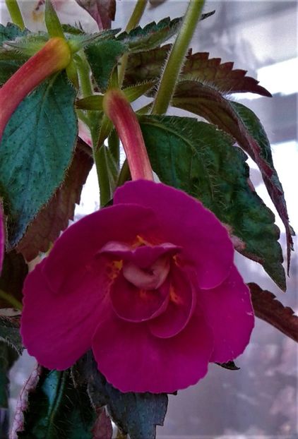  - 000018 ACHIMENES