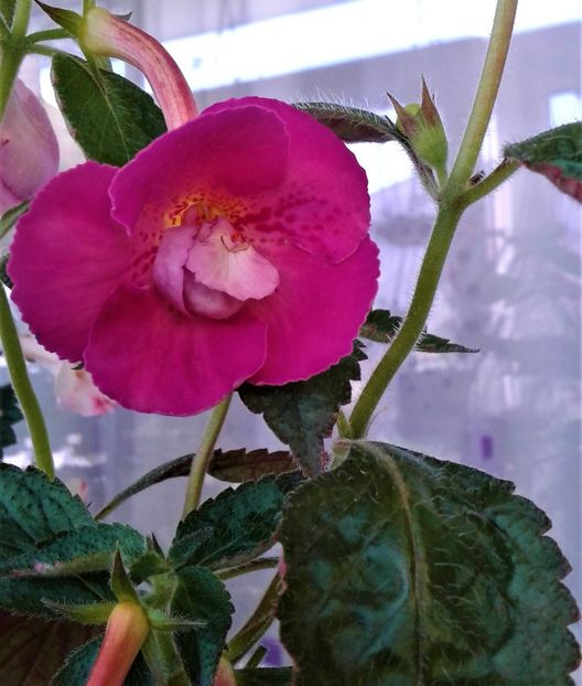  - 000018 ACHIMENES
