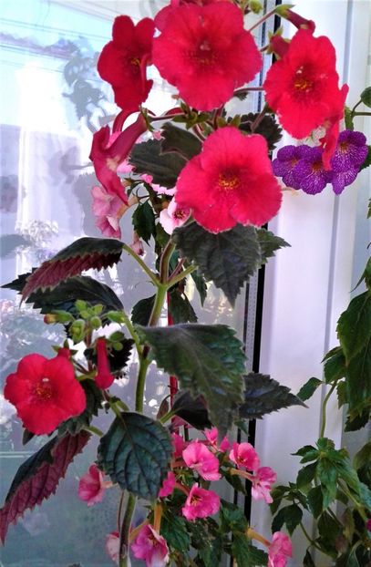  - 000018 ACHIMENES