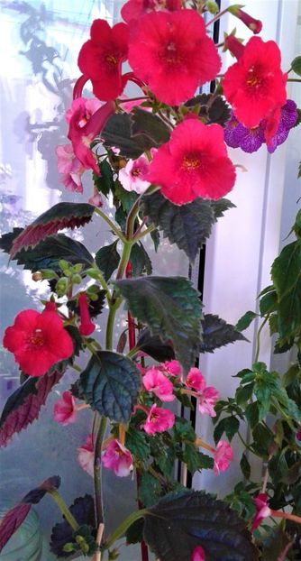  - 000018 ACHIMENES